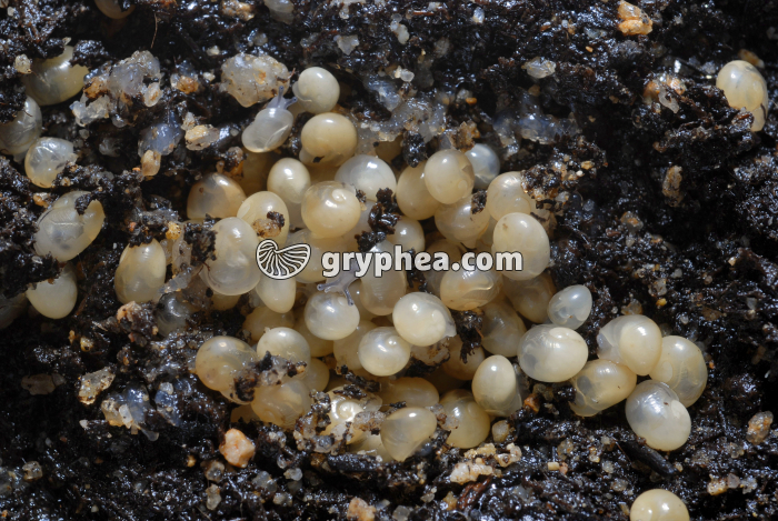 Eclosion Escargots - gryphea.com